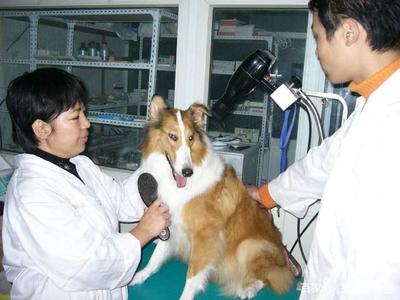 家禽家畜專業 看似冷門卻就業廣闊的高潛力選擇