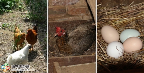 南充飲食新風尚 私人定制服務引領健康飲食潮流