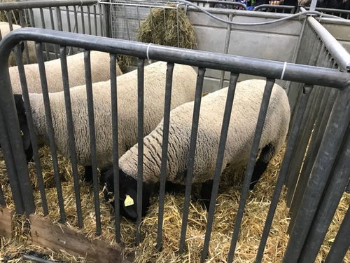 巴黎2018國際農(nóng)業(yè)博覽會 家禽家畜齊聚一堂，吃喝玩樂樂無窮