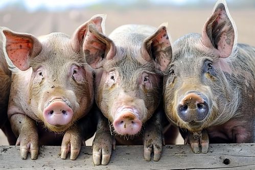 家養(yǎng)畜禽的視覺呈現(xiàn) 家豬養(yǎng)殖攝影全解析