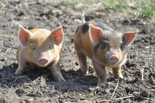 家畜飼養(yǎng)攝影 豬的影像記錄與下載指南