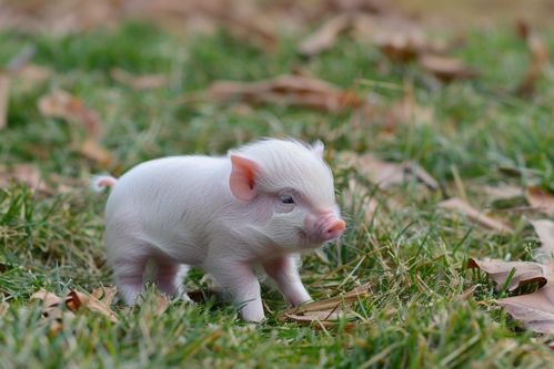 家禽家畜攝影圖下載指南 優(yōu)質(zhì)資源與來源渠道