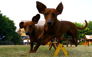 親子度假休閑，長鹿農(nóng)莊樂無限