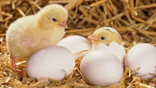 臘八迎大寒 數九寒天里的七寶五味與家禽家畜