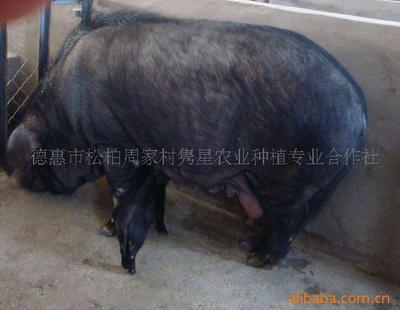 綠色養殖新篇章 育肥豬、種豬與有機黑豬的現代化供應