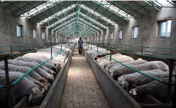 羊群如云 養羊場攝影中的家禽家畜美學